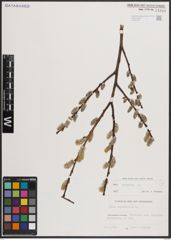 Foto von Salix caprea L.